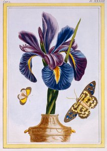 Gemeine Schwertlilie mit Schmetterlingen, veröffentlicht 1776