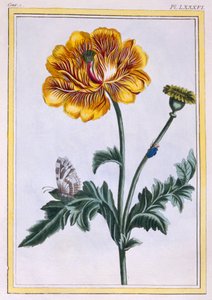 Doppelte Kriechende Butterblume Ranunculus repens Var: Pleniflorus, veröffentlicht 1776 von Pierre Joseph Buchoz