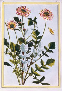 Äthiopische Arcotis (Afrikanische Lilie) von Pierre Joseph Buchoz