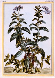 Heliotrop oder Kirschkuchen, veröffentlicht 1776