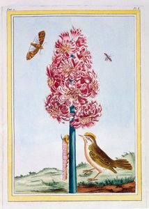 Hyazinthe, ca. 1766 (handkolorierter Stich) von Pierre Joseph Buchoz