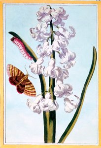 Hyazinthe, veröffentlicht 1776 von Pierre Joseph Buchoz