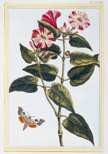 Die Schöne der Nacht, 1776