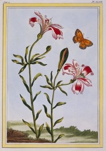 Die gefleckte Blume der Inkas Peruanische Lilie, veröffentlicht 1776 von Pierre Joseph Buchoz