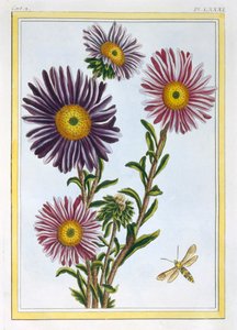 La Reine Marguerite Aster, veröffentlicht 1776 von Pierre Joseph Buchoz