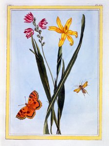 Südamerikanische Ixia, veröffentlicht 1776