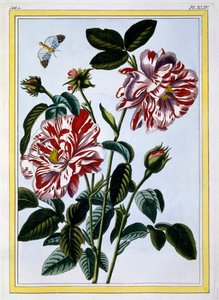 Die bunte Rose von England, veröffentlicht 1776 von Pierre Joseph Buchoz