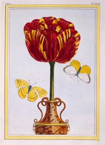 Tulpe 