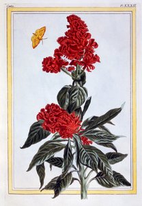 Verschiedene Amaranthus