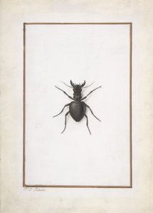 Ein Hirschkäfer