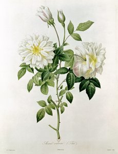 Aime Vibere (Tee) graviert von Eustache Hyacinthe Langlois (1777-1837) von Pierre Joseph Redouté