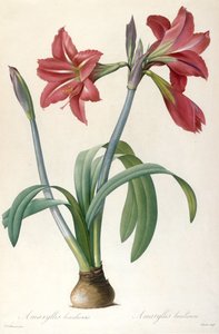 Amaryllis brasiliensis Brasilianische Amaryllis