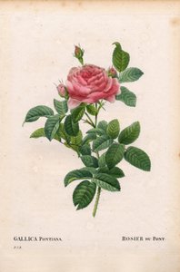 Andre Du Ponts Rose, Rosa gallica. Handkolorierter Kupferstich aus Pierre Joseph Redoutés „Les Roses“
