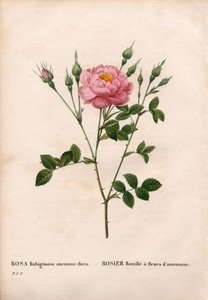 Anemonenblütige Süßbriar-Rose, Rosa rubiginosa