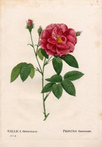 Apothekerrose, Rosa gallica var. officinalis. Handkolorierter Kupferstich aus Pierre Joseph Redoutés „Les Roses“