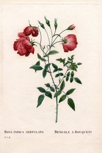 Bengalische Rosenbouquet, Rosa chinensis