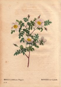 Botanische Tafel, Blume, Rosenvarietät: De Candolles weiße Rose oder Rose de Candolle (Rosa candolleana elegans). Wildrose, entdeckt in Südeuropa und 1819 nach De Candolle benannt. In „Les Roses“, Band 2 von Pierre Joseph Redouté (1759-1840) von Pierre Joseph Redouté