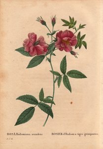 Botanische Tafel, Blume, Rosensorte: Hudson-Rose mit kletternden Stängeln (Rosa hudsoniana scandens). Aus Nordamerika. In „Les Roses“, Band 2 von Pierre Joseph Redoute (1759-1840)