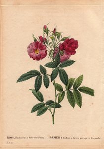 Botanische Tafel, Blume, Rosenvarietät: Hudson-Rose, aus Les Roses, Band 2 von Pierre Joseph Redoute