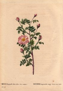 Botanische Tafel, Blume, Rosenvarietät: Rote Pimprenelle-Rose. In 