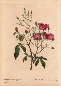 Botanische Tafel, Blume, Rosenvarietät: Rosa noisettiana purpurea, aus Les Roses, Band 2 von Pierre Joseph Redoute von Pierre Joseph Redouté