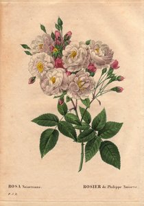 Botanische Tafel, Blume, Rosenvarietät: Rose von Philippe Haselnuss (Rosa noisettiana). Hybridsorte der Rose moschata chinensis, gezüchtet in den Vereinigten Staaten von John Champney und 1814 von Philippe Noisette nach Frankreich eingeführt. In „Les Roses