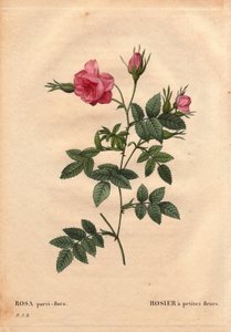 Botanische Tafel, Blume, Rosensorte: Rose mit kleinen Blüten (Rosa parvi-flora oder Rosa parvi flora) aus Nordamerika. In „Les Roses“, Band 2 von Pierre Joseph Redoute (1759-1840)