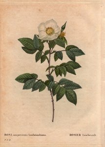 Botanische Tafel, Blume, Rosenvarietät: Die Leschenault-Rose (Rosa sempervirens Leschenaultiana). Entdeckt von Monsieur Leschenault in den Nilgiri (oder Nilagiri oder Nilgiris), auch Blaue Berge Indiens genannt. In der Region Tamil Nadu, vor 1824. In „Les  von Pierre Joseph Redouté