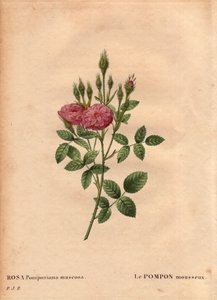 Botanische Tafel, Blume, Rosenvarietät: Die funkelnde Pompon-Rose. In 