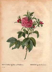 Botanische Tafel, Blume, Rosenvarietät: Rose Agathe Prolifere, aus Les Roses, Band 2 von Pierre Joseph Redoute von Pierre Joseph Redouté