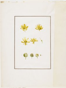 Botanische Dissektion: Gelber Asphodel (Asphodelus lutea), ca. 1778-90 von Pierre Joseph Redouté