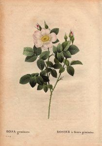 Botanische Tafel, Blume, Rosenvarietät: Edelsteinblütige Rose, aus Les Roses, Band 2 von Pierre Joseph Redoute von Pierre Joseph Redouté