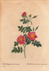 Botanische Tafel, Blume, Rosensorte: Rose Rust hat halbgefüllte Blüten (Rosa rubiginosa flora semi pleno), gewonnen aus Samen und gezüchtet von P.J. Redoute um 1806. In „Les Roses“, Band 2 von Pierre Joseph Redoute (1759-1840)