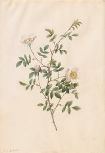 Heckenrose oder Hundsrose (Rosa Sepium Rosea) von Pierre Joseph Redouté
