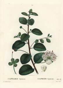 Kapernstrauch, Capparis spinosa. Handkolorierte Punktstichgravur von Moret nach einer Illustration von Pierre-Joseph Redouté aus Henri Louis Duhamel du Moncels „Traité des Arbres et Arbustes“, Paris von Pierre Joseph Redouté
