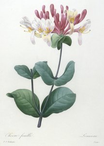 Chevre-feuille, aus Choix Des Plus Belle Fleurs et des Plus Beaux Fruits, 1827