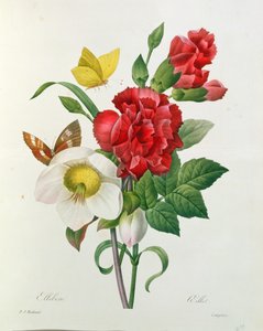 Christrose, Helleborus niger und rote Nelke mit Schmetterlingen, aus 
