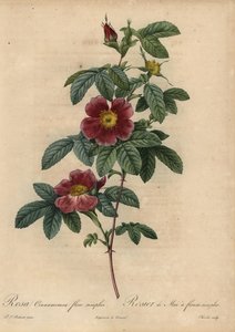 Zimtrose