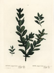 Gemeiner Buchsbaum, Europäischer Buchsbaum oder Buchsbaum, Buxus sempervirens. Handkolorierte Punktstichgravur nach einer Illustration von Pierre-Joseph Redouté aus Henri Louis Duhamel du Monceau