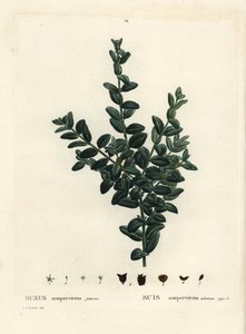 Gewöhnlicher Buchsbaum, Europäischer Buchsbaum oder Buchsbaum, Buxus sempervirens fruticosa. Handkolorierte Punktstichgravur nach einer Illustration von Pierre-Joseph Redouté aus Henri Louis Duhamel du Moncels „Traité des Arbres et Arbustes“, Paris