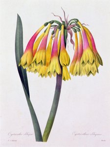 Cyrtanthus Obliquus von Pierre Joseph Redouté