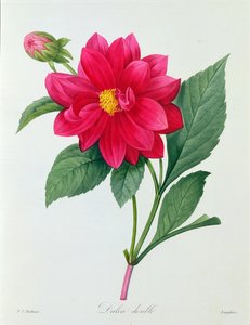 Dahlie Doppel