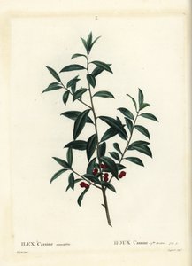 Dahoon-Stechpalme oder Cassina, Ilex cassine. Handkolorierter Stich von Coqueret nach einer Illustration von Pierre-Joseph Redouté aus Henri Louis Duhamel du Moncels „Traité des Arbres et Arbustes“, Paris von Pierre Joseph Redouté