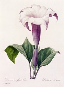 Dature Laevis von Pierre Joseph Redouté