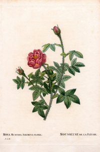 De la Fleche Rose, Rosa centifolia var. muscosa, La Mousseuse de la Fleche. Handkolorierter Kupferstich aus Pierre Joseph Redoutés „Les Roses“, Paris