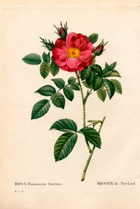 Portland-Rose, Rosa portlandica, Portland-Rose