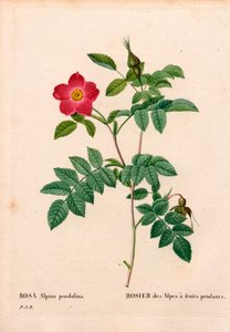 Während fruchtete rosa Alpenrose, Rosa pendulina. Handkolorierter Kupferstich aus Pierre Joseph Redoutés „Les Roses“, Paris