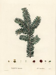 Europäische Eibe, Taxus baccata. Handkolorierter Stich nach einer Illustration von Pierre-Joseph Redouté aus Henri Louis Duhamel du Moncels „Traité des Arbres et Arbustes“, Paris von Pierre Joseph Redouté