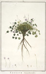 Erodium chamaedryoides, aus Geraniologia, seu Erodii, Pelargonii, Monsoniae et Grieli historia iconibus illustrata, 1787-88 von Pierre Joseph Redouté