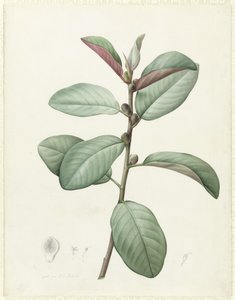 Ficus Rubiginosa von Pierre Joseph Redouté